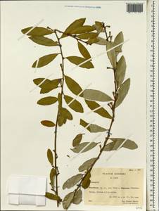 Elaeagnus, South Asia, South Asia (Asia outside ex-Soviet states and Mongolia) (ASIA) (China)