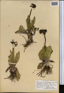 Primula nivalis subsp. turkestanica (Schmidt) Kovt., Middle Asia, Northern & Central Tian Shan (M4) (Kyrgyzstan)
