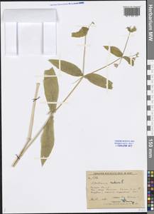 Stellaria radians L., Siberia, Russian Far East (S6) (Russia)