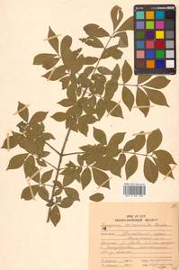 Euonymus alatus (Thunb.) Siebold, Siberia, Russian Far East (S6) (Russia)