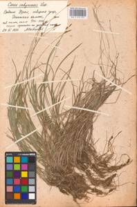 Carex umbrosa × sabynensis, Eastern Europe, Eastern region (E10) (Russia)