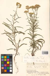 Achillea ×submicrantha Tzvelev, Eastern Europe, Lower Volga region (E9) (Russia)