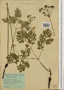 Physospermum cornubiense (L.) DC., Eastern Europe, North Ukrainian region (E11) (Ukraine)