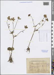 Ranunculus czimganicus Ovcz., Middle Asia, Western Tian Shan & Karatau (M3) (Uzbekistan)