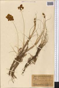 Carex physodes M.Bieb., Middle Asia, Karakum (M6) (Turkmenistan)