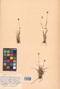 Luzula multiflora subsp. sibirica V. I. Krecz., Siberia, Russian Far East (S6) (Russia)