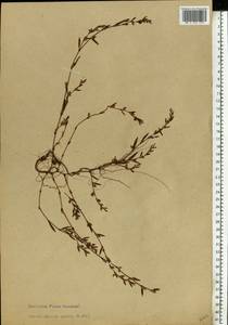 Polygonum oxyspermum C. A. Mey. & Bunge, Eastern Europe, Latvia (E2b) (Latvia)