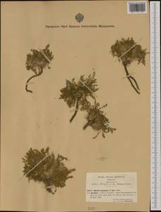 Morisia monanthos (Viv.) Asch., Western Europe (EUR) (Italy)