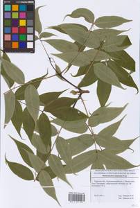 Phellodendron amurense Rupr., Eastern Europe, North-Western region (E2) (Russia)