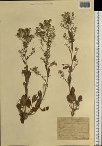 Lepidium cartilagineum (J. Mayer) Thell., Siberia, Western (Kazakhstan) Altai Mountains (S2a) (Kazakhstan)