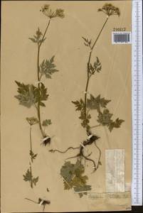 Aegopodium alpestre Ledeb., Middle Asia, Dzungarian Alatau & Tarbagatai (M5) (Kazakhstan)