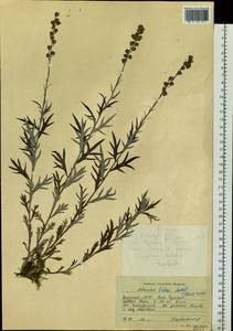 Artemisia tilesii Ledeb., Siberia, Yakutia (S5) (Russia)