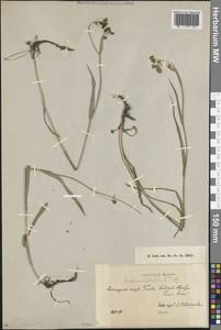 Bupleurum, Caucasus, Krasnodar Krai & Adygea (K1a) (Russia)