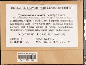 Cynodontium tenellum (Schimp.) Limpr., Bryophytes, Bryophytes - Karelia, Leningrad & Murmansk Oblasts (B4) (Russia)