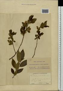 Salix pentandra L., Eastern Europe, Moscow region (E4a) (Russia)