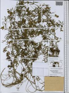 Vicia hirsuta (L.)Gray, Eastern Europe, Eastern region (E10) (Russia)