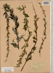 Artemisia vulgaris L., Caucasus, Armenia (K5) (Armenia)