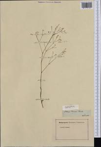 Gypsophila, Western Europe (EUR) (Not classified)