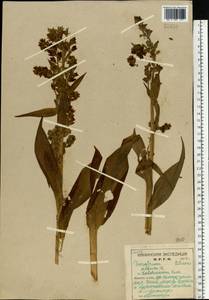 Veratrum lobelianum Bernh., Eastern Europe, Northern region (E1) (Russia)