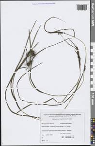 Sparganium hyperboreum Laest. ex Beurl., Siberia, Chukotka & Kamchatka (S7) (Russia)