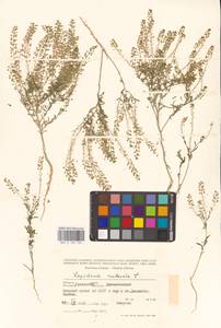 Lepidium ruderale L., Middle Asia, Caspian Ustyurt & Northern Aralia (M8) (Kazakhstan)