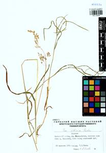 Poa sibirica Roshev., Siberia, Baikal & Transbaikal region (S4) (Russia)