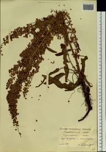Rumex longifolius DC., Siberia, Central Siberia (S3) (Russia)