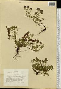 Thymus mongolicus (Ronniger) Ronniger, Siberia, Altai & Sayany Mountains (S2) (Russia)