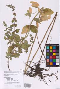 Mentha × dalmatica Tausch, Eastern Europe, Central region (E4) (Russia)