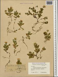 Cerastium undulatifolium Somm. & Levier, Caucasus, North Ossetia, Ingushetia & Chechnya (K1c) (Russia)