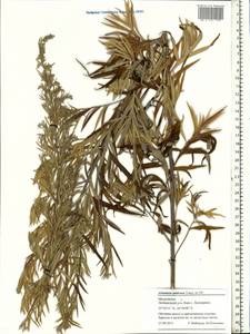 Artemisia dubia Wall. ex Besser, Eastern Europe, Moscow region (E4a) (Russia)