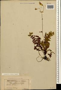 Filipendula vulgaris Moench, Caucasus (no precise locality) (K0)