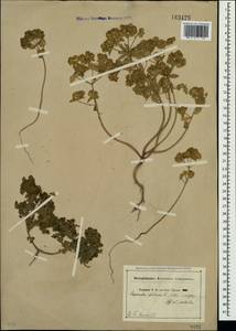 Euphorbia falcata L. , nom. cons., Crimea (KRYM) (Russia)