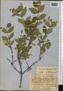 Lonicera hispida Pall. ex Roem. & Schult., Middle Asia, Northern & Central Tian Shan (M4) (Kyrgyzstan)