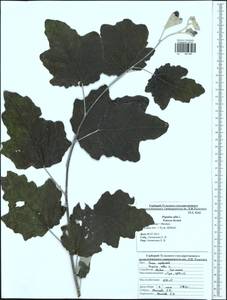Populus alba, Eastern Europe, Central region (E4) (Russia)