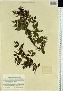 Rosa maximowicziana Regel, Siberia, Russian Far East (S6) (Russia)