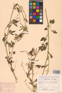 Melilotus officinalis (L.) Lam., Eastern Europe, Lower Volga region (E9) (Russia)