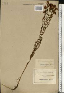 Hypericum perforatum L., Eastern Europe, South Ukrainian region (E12) (Ukraine)