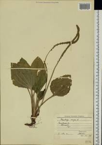 Plantago major L., Eastern Europe, Moscow region (E4a) (Russia)