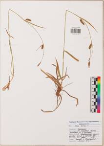 Carex distans L., Eastern Europe, Central region (E4) (Russia)