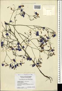 Delphinium consolida subsp. paniculatum (Host) N. Busch, Crimea (KRYM) (Russia)