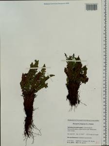 Dryopteris fragrans (L.) Schott, Siberia, Baikal & Transbaikal region (S4) (Russia)