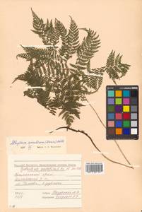 Athyrium spinulosum (Maxim.) Milde, Siberia, Russian Far East (S6) (Russia)