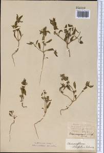 Chamaesphacos ilicifolius Schrenk, Middle Asia, Northern & Central Kazakhstan (M10) (Kazakhstan)