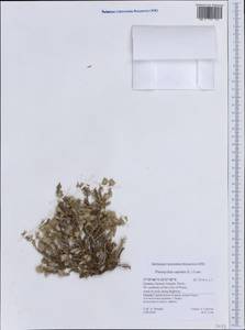 Paronychia capitata, Western Europe (EUR) (Greece)