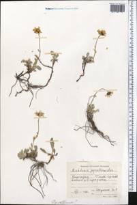 Richteria pyrethroides Kar. & Kir., Middle Asia, Northern & Central Tian Shan (M4) (Kyrgyzstan)