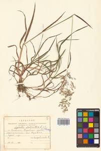 Agrostis stolonifera L., Siberia, Russian Far East (S6) (Russia)