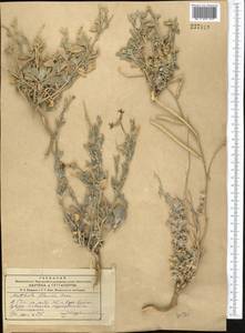 Matthiola chorassanica Bunge, Middle Asia, Western Tian Shan & Karatau (M3) (Uzbekistan)