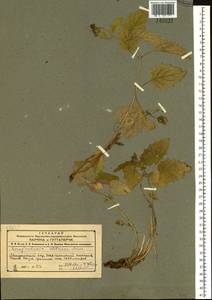 Scrophularia altaica Murray, Siberia, Altai & Sayany Mountains (S2) (Russia)