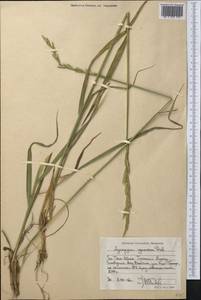Elymus dentatus (Hook.f.) Tzvelev, Middle Asia, Western Tian Shan & Karatau (M3) (Kazakhstan)
